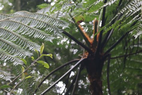 Cyathea Sm. | Plants of the World Online | Kew Science