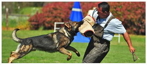 German Shepherd Protection Training | PETSIDI