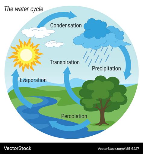 16+ Water Cycle Diagram With Explain PNG | Diagrams