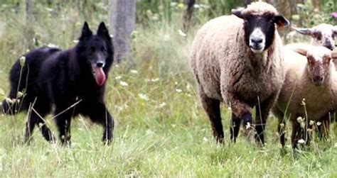 Methods to Train Belgian Sheepdog - Strategies and Techniques for Easy ...