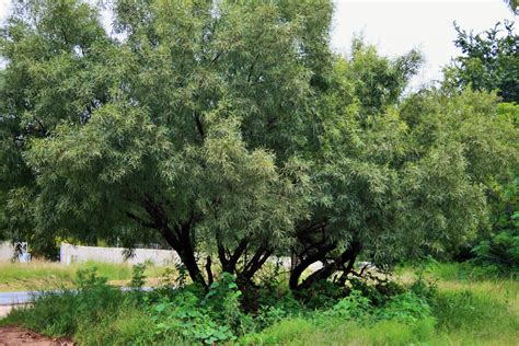 Karee Tree And Undergrowth Free Stock Photo - Public Domain Pictures