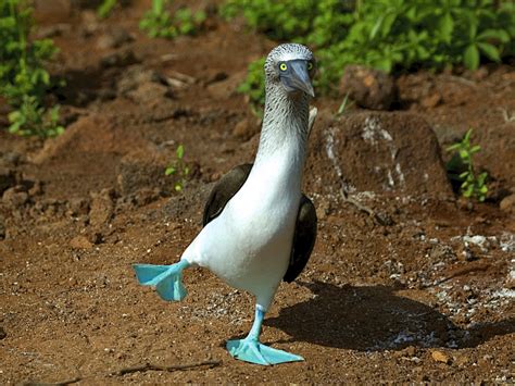 Blue Footed Booby: Entertainment, Galapagos-Style