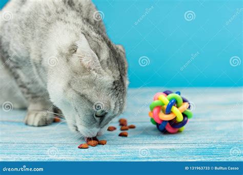 Cute Cat is Eating Dry Food Stock Image - Image of cats, home: 131963733