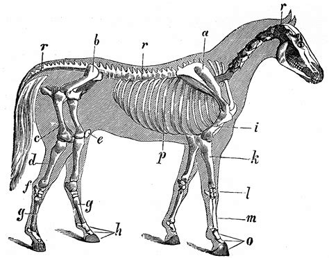 File:Skeleton with outline of a horse.png - Wikipedia