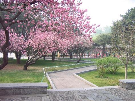 Zhongshan Park (Beijing): UPDATED 2020 All You Need to Know Before You Go (with PHOTOS)