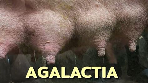 Agalactia | Hardened Udder | Sow 🐖 | No Milk | - YouTube