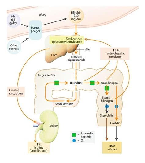 Jaundice : Significance, Production, Transportation, Metabolism ...