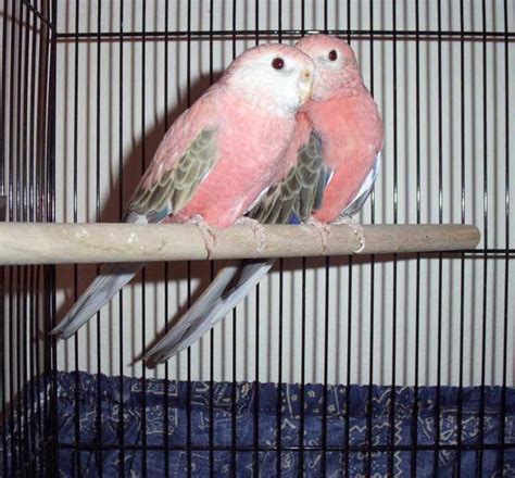 Pink or Rosy Bourke Parakeets | Parakeet, Conure bird, Pet birds