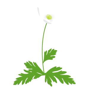 一輪草の花4 | 花、植物イラスト Flode illustration （フロデイラスト）