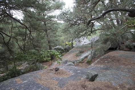 Fontainebleau Forest Green - Free photo on Pixabay