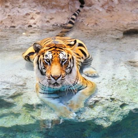 Picture of a bengal tiger near the water | Pet tiger, Bengal tiger, Tiger