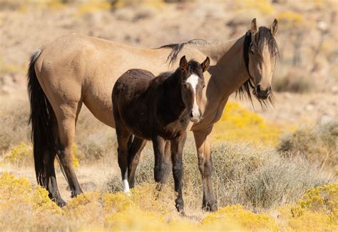 The Magic of Wild / Wild Horses of Nevada - jantrabuephotography.com