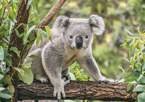 Koala Habitat Protected As 459-Hectares Has Been Saved By Farmers To ...