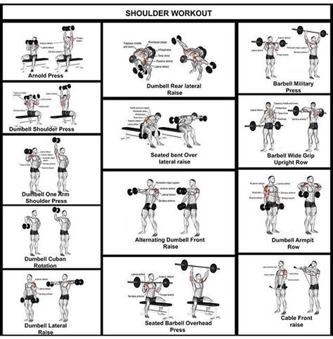 Shoulder workout complete guide | Shoulder workout, Best shoulder workout, Shoulder workout at home