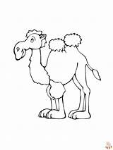 Fun coloring Pages About camels For Children sketch template