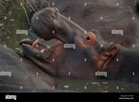 Hippopotamus in water Stock Photo - Alamy