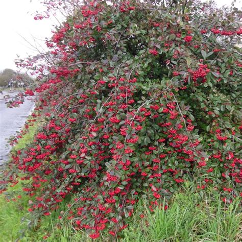 Buy Cotoneaster lacteus - Garden and Hedging Plants Direct from PlantsToPlant