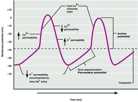 Action Potential Phases Diagram Action Potential Diagram Syn