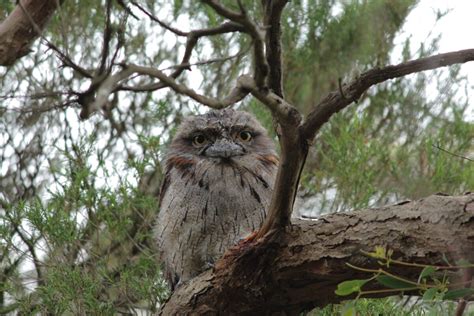 Meet the Frogmouth, One of Nature’s Most Elusive and Fascinating Birds