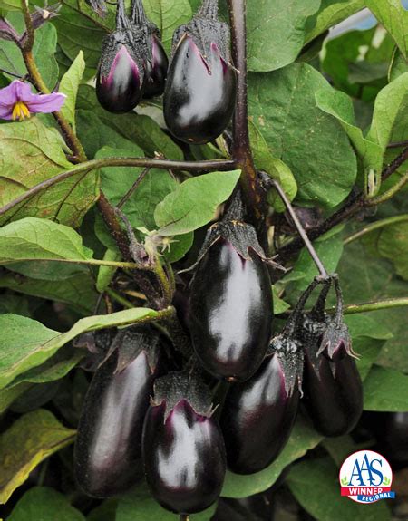 5 Tips for Growing Excellent Eggplant