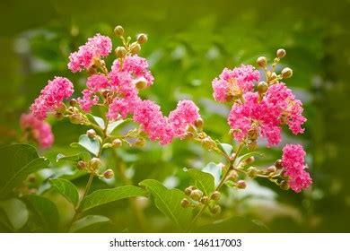 Pink Flowers Crape Myrtle Tree Stock Photo 146117003 | Shutterstock