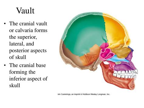 PPT - Skeletal system PowerPoint Presentation, free download - ID:6696887