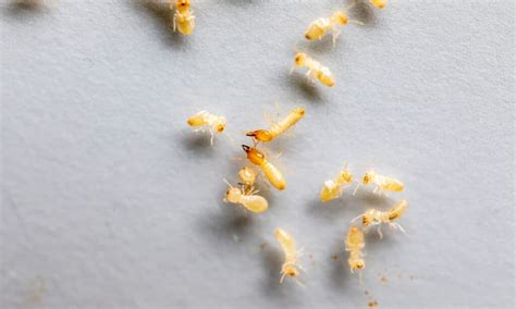 10 Incredible Termite Facts