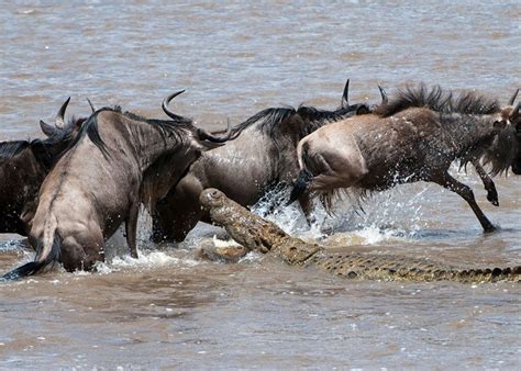 The Great Mara River Crossing | Amusing Planet