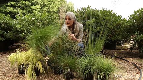 The best ornamental grasses for shade - YouTube