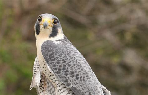 Peregrine Falcons - Carpenter Nature Center