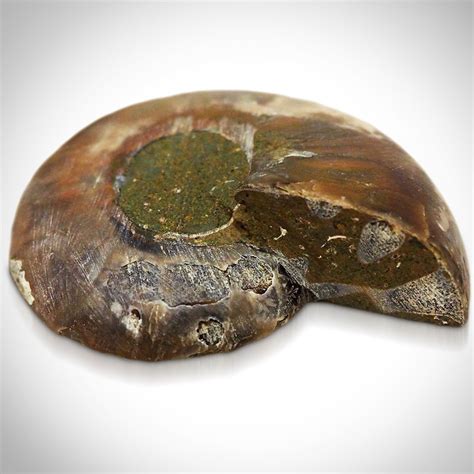 Ammonite Shell Authentic Fossil // Museum Display - RARE-T - Touch of ...