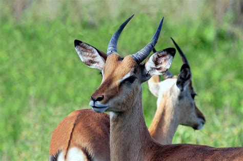 List African Animals With Horns : Oryx Antelope South African Wildlife Guide - What is the most ...