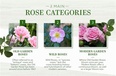 The Different Types of Roses: An Ultimate Guide