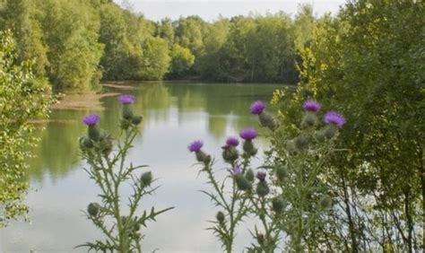 Celebrating 25 years of the Swanwick Nature Reserve - NATS Blog