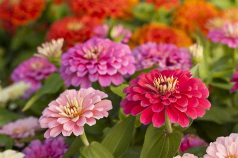 How to Plant Zinnia Seeds