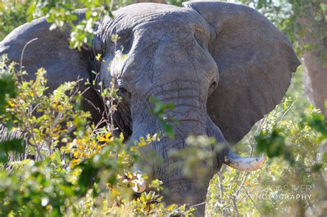 Zimbabwe Wildlife – Ramdas Iyer Photography