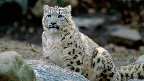 Snow leopards die from COVID at Lincoln Children's Zoo in Nebraska