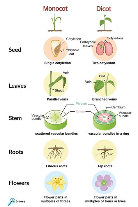 Monocot vs Dicot | Plant science, Teaching biology, Biology facts