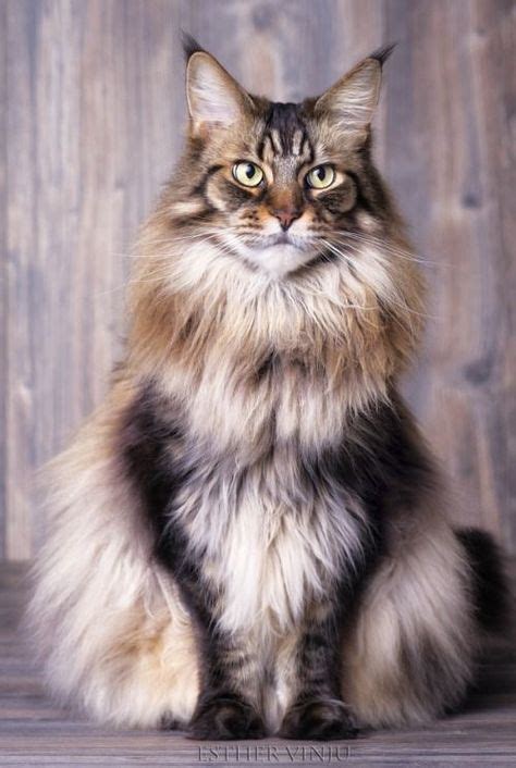 29 Angora Cats ideas | cats, angora cats, cute cats