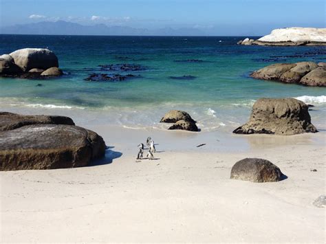 Penguins at Boulders beach in Simons Town, Western Cape, South Africa ...