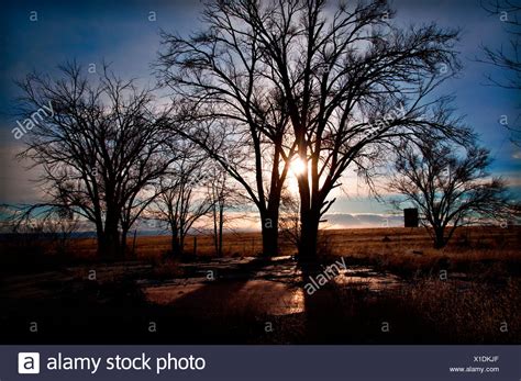 Silhouette Of Trees In A Desert Stock Photos & Silhouette Of Trees In A Desert Stock Images - Alamy