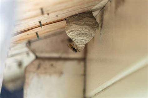 Hornet Nests vs Wasp Nests: Know the Difference - Midway Pest Management