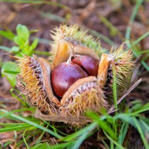 All Products – Chestnut Hill Nursery