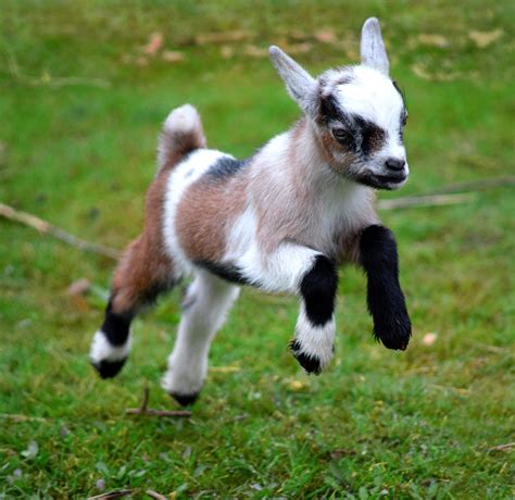 Pygmy Goat Kid by CharlyJade on DeviantArt