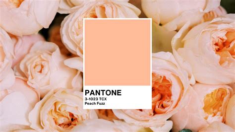 Pantone Color of the Year: Peach Fuzz