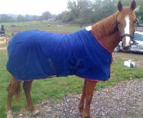 PDF Horse Blanket and Sheet Pattern - Etsy | Horse blankets, Horses ...