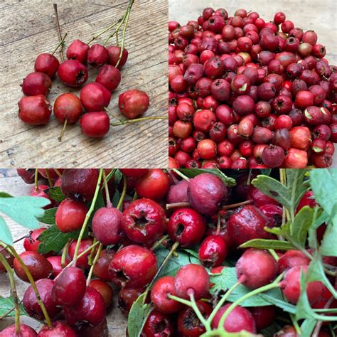 Hawthorn - Health benefits — Neantog Farm