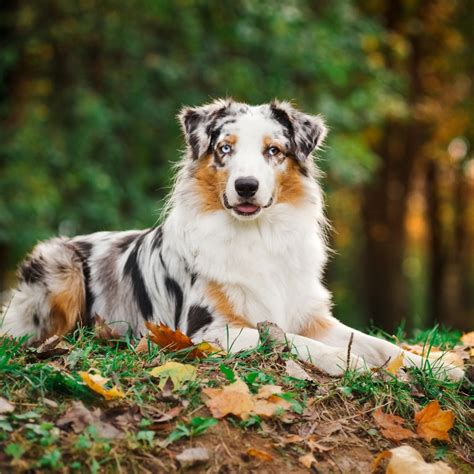 Australian Shepherd Dog Puppies