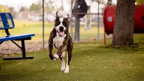 Florida animal shelter holds adoption event for their longest-staying ...