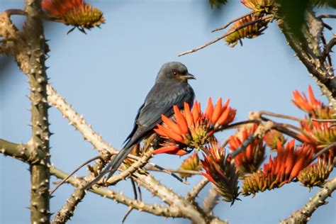 Forked Tail | Great Bird Pics